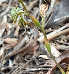 Pterostylis excelsa