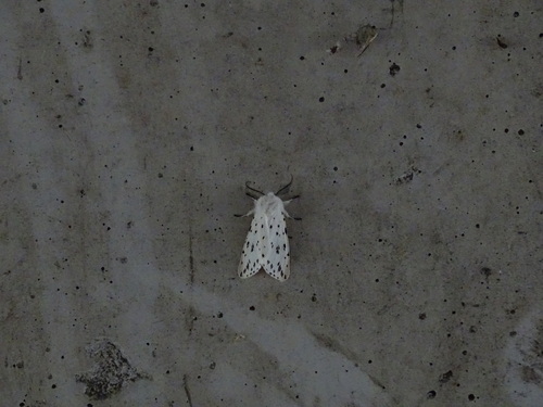 White Ermine, 9461 Gieten, Nederland, photo 9 of 10