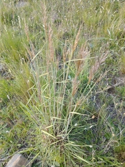 Schizachyrium