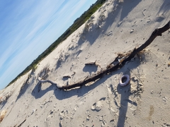 Eurynebria complanata