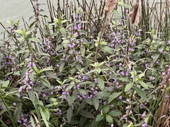 Hygrophila pogonocalyx
