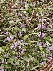 Hygrophila pogonocalyx