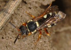 Nomada rufipes