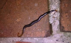 Geophilus carpophagus