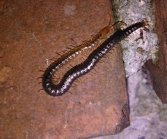 Geophilus carpophagus