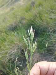 Bromus auleticus