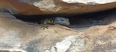 Pseudocordylus microlepidotus microlepidotus