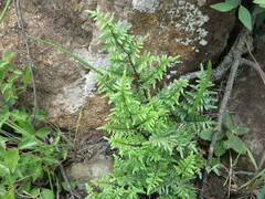 Cheilanthes viridis