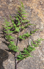 Cheilanthes viridis