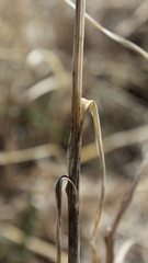 Allium paniculatum