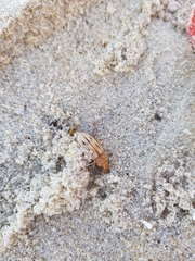 Eurynebria complanata