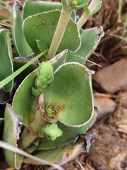 Crassula capitella nodulosa