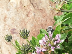 Anthophora alluaudi