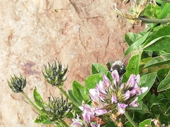 Anthophora alluaudi