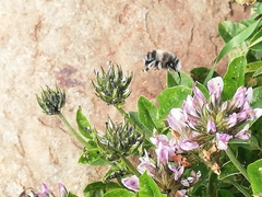Anthophora alluaudi