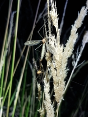 Nephrotoma australasiae