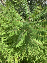 Rhus coriaria