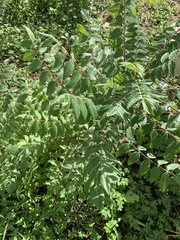 Rhus coriaria