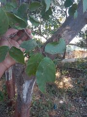 Holoptelea integrifolia