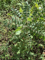 Rhus coriaria