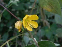 Senna occidentalis