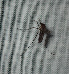 Aedes camptorhynchus