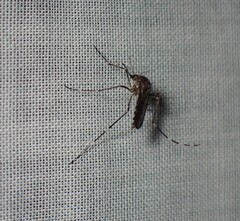 Aedes camptorhynchus