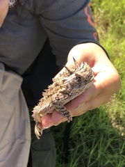 Phrynosoma cornutum