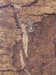 Menemerus bivittatus