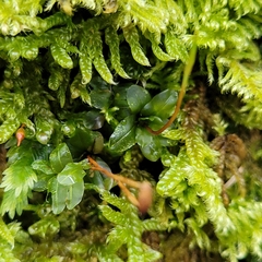 Plagiomnium rostratum