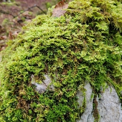 Plagiomnium rostratum