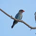 Australian Dollarbird - Photo (c) QuestaGame, some rights reserved (CC BY-NC-ND), uploaded by QuestaGame