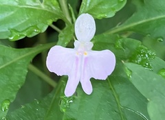 Impatiens hochstetteri