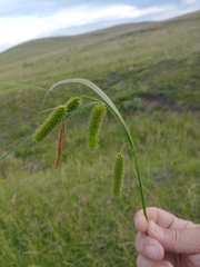 Carex polysticha