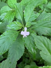 Impatiens hochstetteri
