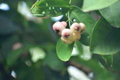 Syzygium aqueum