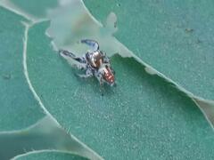 Thyene imperialis