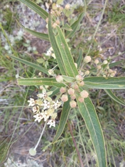 Asclepias mellodora