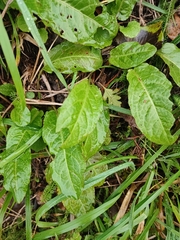 Rumex obtusifolius