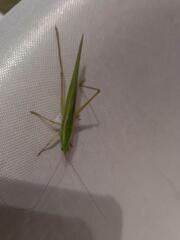 Euconocephalus varius