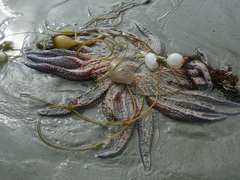 Pycnopodia helianthoides