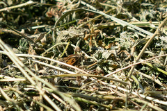 Hylephila fasciolata