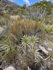 Celmisia armstrongii