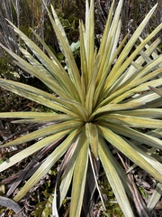 Celmisia armstrongii