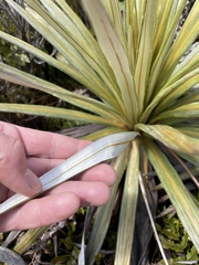 Celmisia armstrongii