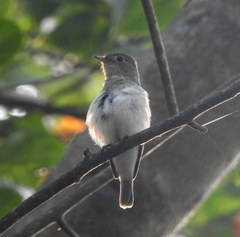 Muscicapa dauurica