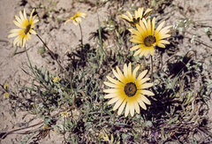 Arctotheca calendula