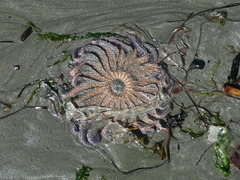 Pycnopodia helianthoides