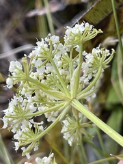 Anisotome haastii