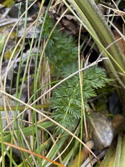 Anisotome haastii